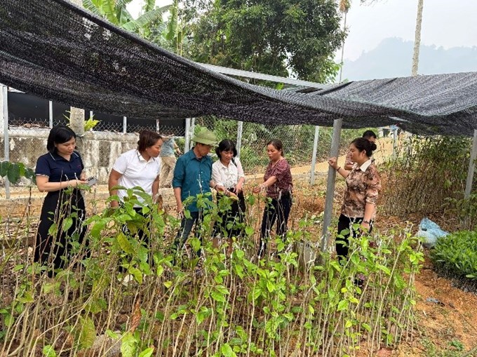 Nông dân thực hành kỹ thuật ghép cây có giá trị kinh tế cao
