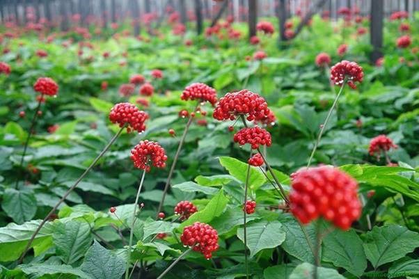 Sâm Ngọc Linh là một trong những loại sâm đắt đỏ bậc nhất thế giới hiện nay- Nguồn internet