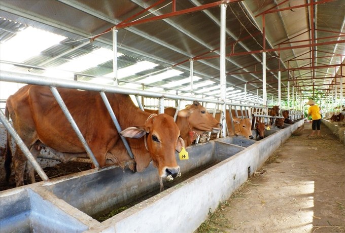Việt Nam đang đẩy mạnh chuyển đổi sang nông nghiệp sinh thái, tuần hoàn, phát thải thấp, đặc biệt trong canh tác lúa nước và chăn nuôi