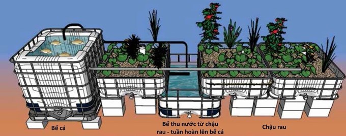 Mô hình aquaponics sử dụng giá thể hạt gốm nhẹ Nguồn: FAO (Fisheries and Aquaculture Technical paper 598)