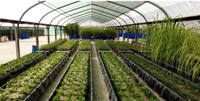 Mô hình thủy canh trên giá thể cát. Nguồn https://iavs.info
