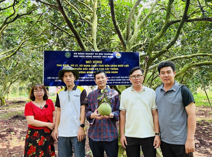 Mô hình xử lý chất thải chăn nuôi lợn sử dụng cho cây bưởi tại HTX bưởi da xanh Sông Xoài