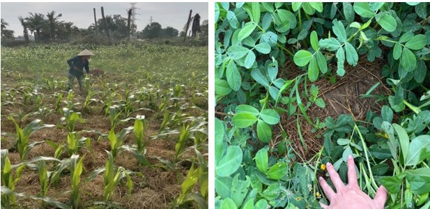 Che phủ đất bằng rơm rạ tại mô hình canh tác ngô trên đất xám khô hạn và mô hình canh tác lạc trên đất cát biển