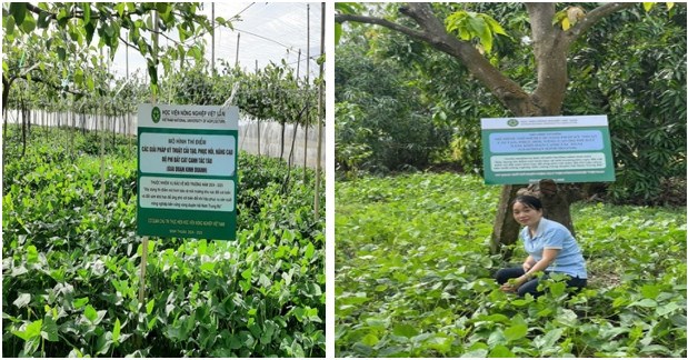 Trồng xen cây họ đậu trong mùa mưa ở mô hình canh tác xoài trên đất xám khô hạn và mô hình canh tác táo trên đất cát biển