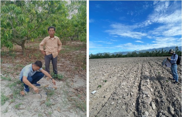 Khảo sát môi trường đất cát biển và đất xám khô hạn tại duyên hải Nam Trung Bộ