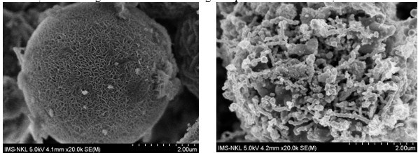 Hình 3. Ảnh chụp SEM của sản phẩm nano Fe(0) tổng hợp được