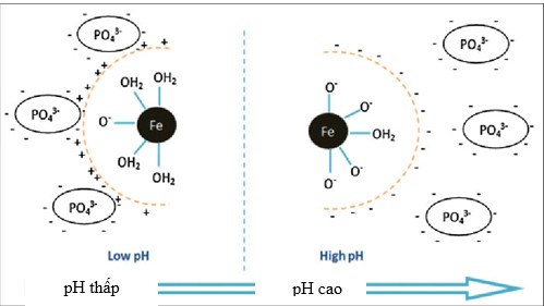 Hình 4. Khả năng hấp phụ photphat bởi vật liệu nano Fe0 ở pH khác nhau theo Talal Almeelbi & Achintya Bezbaruah (2011)