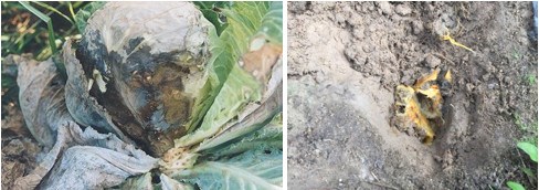 Hình 1: Cây bắp cải và củ sâm báo bị bệnh thối nhũn