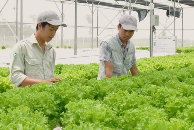 Năm 2025, kim ngạch xuất khẩu rau quả lần đầu tiên vượt mốc 8,5 tỷ USD, tăng gần 20% nhờ chiến lược chế biến sâu và mở cửa thị trường.