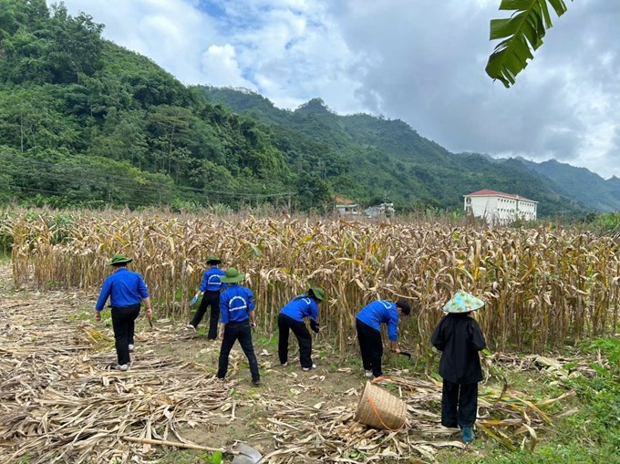 Đoàn viên, sinh viên cùng người dân thôn Pắc Nghiêng thu hoạch ngô và hỗ trợ sản xuất nông nghiệp.
