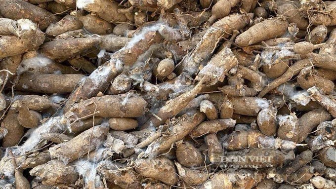 Xe chở sắn ùn ứ, củ sắn bị hư hỏng tại cửa khẩu của Tây Ninh trong thời gian vướng mắc vì Nghị định 46. Ảnh: Nguyên Vỹ (thời điểm tháng 1/2206)