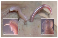 SO SÁNH HIỆU QUẢ ĐIỀU TRỊ BỆNH GIUN ĐẦU GAI Pallisentis spp TRÊN CÁ RÔ ĐỒNG Anabas testudineus BẰNG LEVAMISOLE VÀ PRAZIQUANTEL