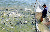 Kế hoạch tuyên truyền phòng chống dịch bệnh nguy hiểm trên thủy sản nuôi của Bộ Thông tin và Truyền thông