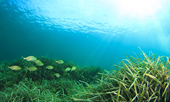 Hướng đến mục tiêu 6,0 diện tích tự nhiên vùng biển quốc gia được bảo tồn
