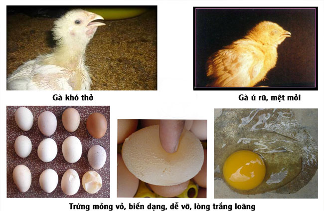 BỆNH IB THẬN TRÊN GÀ GÂY TỔN THƯƠNG THẬN SƯNG TO NHẠT MÀU XUẤT HUYẾT