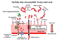 Vai trò và khả năng hấp thụ của peptide có hoạt tính sinh học trong ruột non