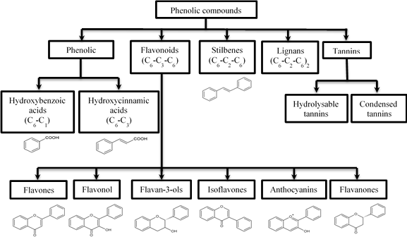 Hợp chất Polyphenol: Lợi ích, Nguồn gốc và Cách Bổ sung Hiệu quả