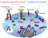 Cơ chế hoạt động, hoạt tính sinh học và các hợp chất ức chế Protein Tyrosin Phosphatase 1B