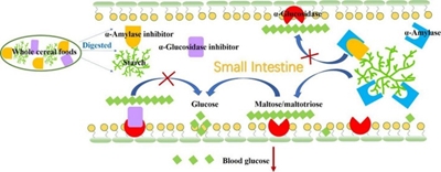 Vai trò của hạt ngũ cốc nhằm ức chế enzym α-amylase và α-glucosidase trong việc ngăn ngừa tăng đường huyết