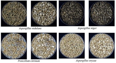 Ứng dụng trí tuệ nhân tạo AI vào phát hiện độc tố vi nấm trong thực phẩm