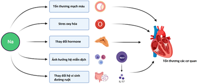 Tác động của natri đối với sức khỏe tim mạch