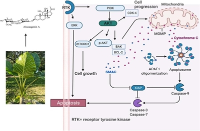 Củ ráy – thực vật có khả năng chống ung thư