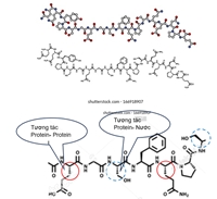 Hiểu và phát triển kỹ thuật làm bánh mì