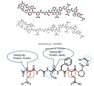 Hiểu và phát triển kỹ thuật làm bánh mì