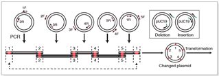 Kỹ thuật Gibson Assembly Công cụ tiên tiến trong tạo DNA tái tổ hợp và ứng dụng trong công nghệ thực phẩm