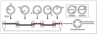 Kỹ thuật Gibson Assembly Công cụ tiên tiến trong tạo DNA tái tổ hợp và ứng dụng trong công nghệ thực phẩm