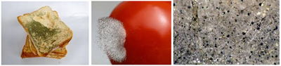Nấm Rhizopus stolonifer Đặc tính, ức chế bằng chiết xuất tự nhiên và vi sinh vật