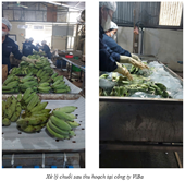 Giải pháp xanh trong công nghệ sau thu hoạch nông sản, thực phẩm Hướng tới phát triển nông nghiệp bền vững