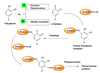 Tương tác polyphenol–protein trong hệ thực phẩm