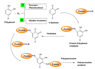 Tương tác polyphenol–protein trong hệ thực phẩm