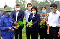 Cần một tầm nhìn mới về nông nghiệp đô thị