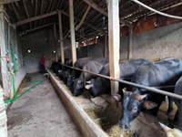 Chuyển đổi xanh trong chăn nuôi bò thịt ở miền Bắc Từ tăng trưởng đến phát triển bền vững