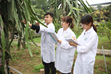Giới thiệu ngành khoa hoc cây trồng