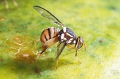Kiểm soát ruồi đục quả bằng phương pháp khử đực Sterile Insect Technique  tiềm năng và triển vọng áp dụng tại Việt Nam