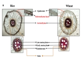 Seminar “Đặc điểm giải phẫu của rễ và sự thay đổi giải phẫu rễ lúa liên quan đến sự thích nghi của lúa với canh tác nhờ nước trời”