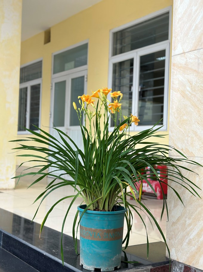 Cây hoa hiên (Hemerocallis sp.), công dụng và tiềm năng phát triển ở ...