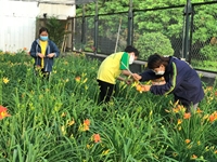 Cây hoa hiên Hemerocallis sp , công dụng và tiềm năng phát triển ở Việt Nam