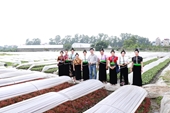 Cựu sinh Úc tại Học viện Nông nghiệp Việt Nam tổ chức chuyến thăm quan mô hình chuỗi giá trị rau bền vững cho phụ nữ thái xã Quài Cang, huyện Tuần Giáo, tỉnh Điện Biên