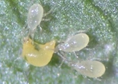Nghiên cứu ứng dụng ong ký sinh và nhện nhỏ trong phòng chống sâu nhện hại tại bộ môn Côn trùng