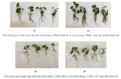 Nghiên cứu nhân nhanh in vitro cây hông Paulownia fortunei