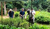 Hợp tác với trường đại học Tsukuba, Nhật Bản về nghiên cứu bệnh gỉ sắt hại thực vật ở Việt Nam
