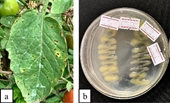 Định danh vi khuẩn gây bệnh đốm lá cà chua Xanthomonas sp