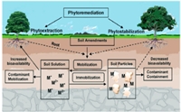 Kim loại nặng trong đất và mối liên quan với sinh lý cây trồng