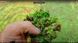 Kế quả SVNCKH  Nghiên cứu dịch chiết cây bèo hoa dâu làm dinh dưỡng bón qua lá trong sản xuất trồng trọt hữu cơ