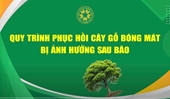 Quy trình phục hồi cây gỗ bóng mát bị ảnh hưởng sau bão  HVN