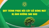 Quy trình phục hồi cây gỗ bóng mát bị ảnh hưởng sau bão  HVN